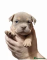 American Bully Puppy 3