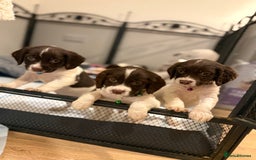 Cocker Spaniel dogs for sale: Cocker spaniel puppies ready for forever home - Advert 8