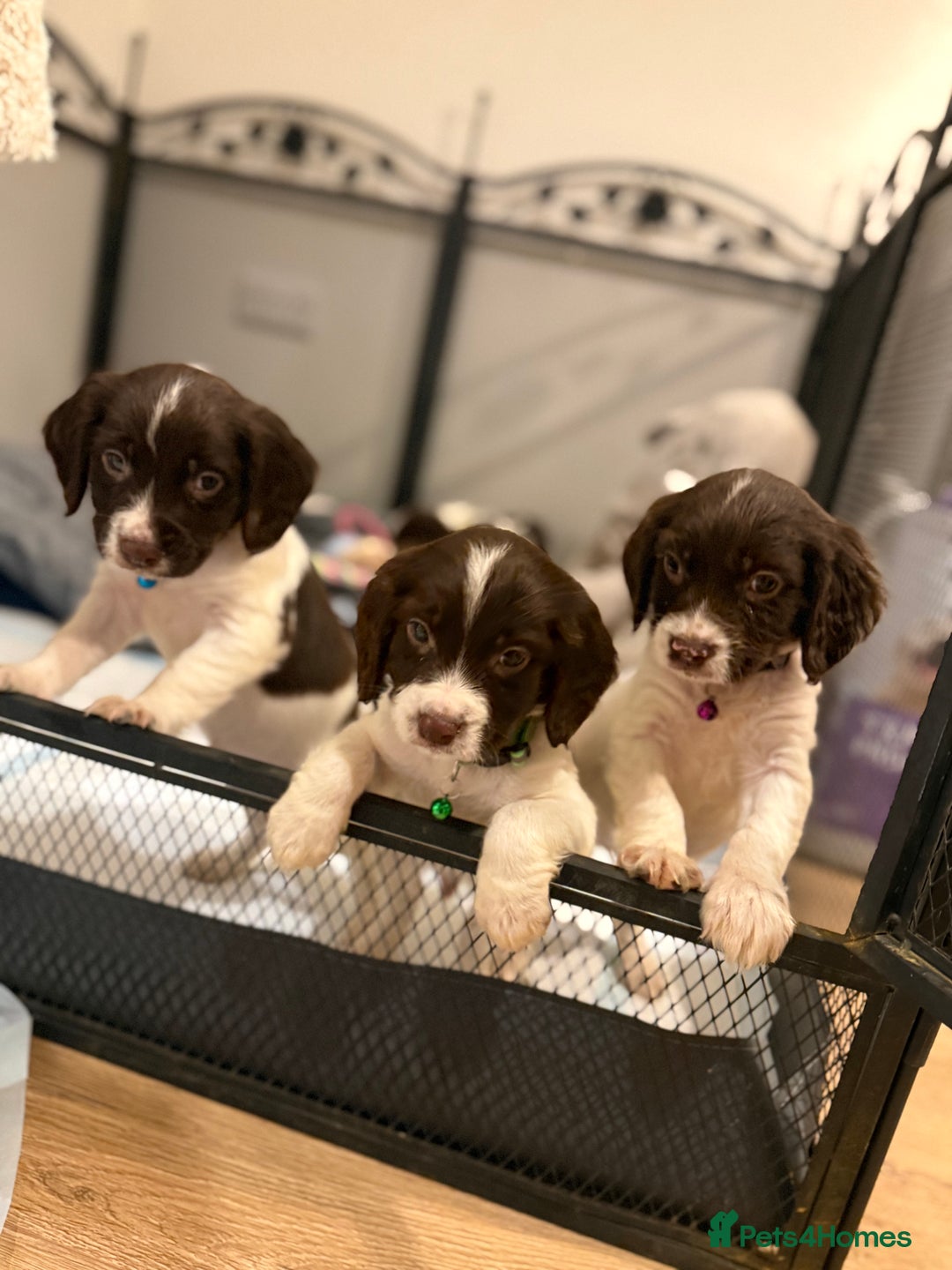 Cocker Spaniel dogs for sale: Cocker spaniel puppies ready for forever home - Advert 8