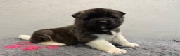 Akita dogs for sale: AMERICAN AKITA LOOKING FOR HOME - Advert 6