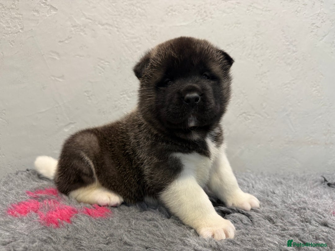 Akita dogs for sale: AMERICAN AKITA LOOKING FOR HOME - Advert 6