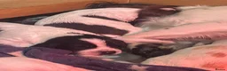 Sprocker dogs for sale: Beautiful F2 Sprocker Puppies  - Advert 15