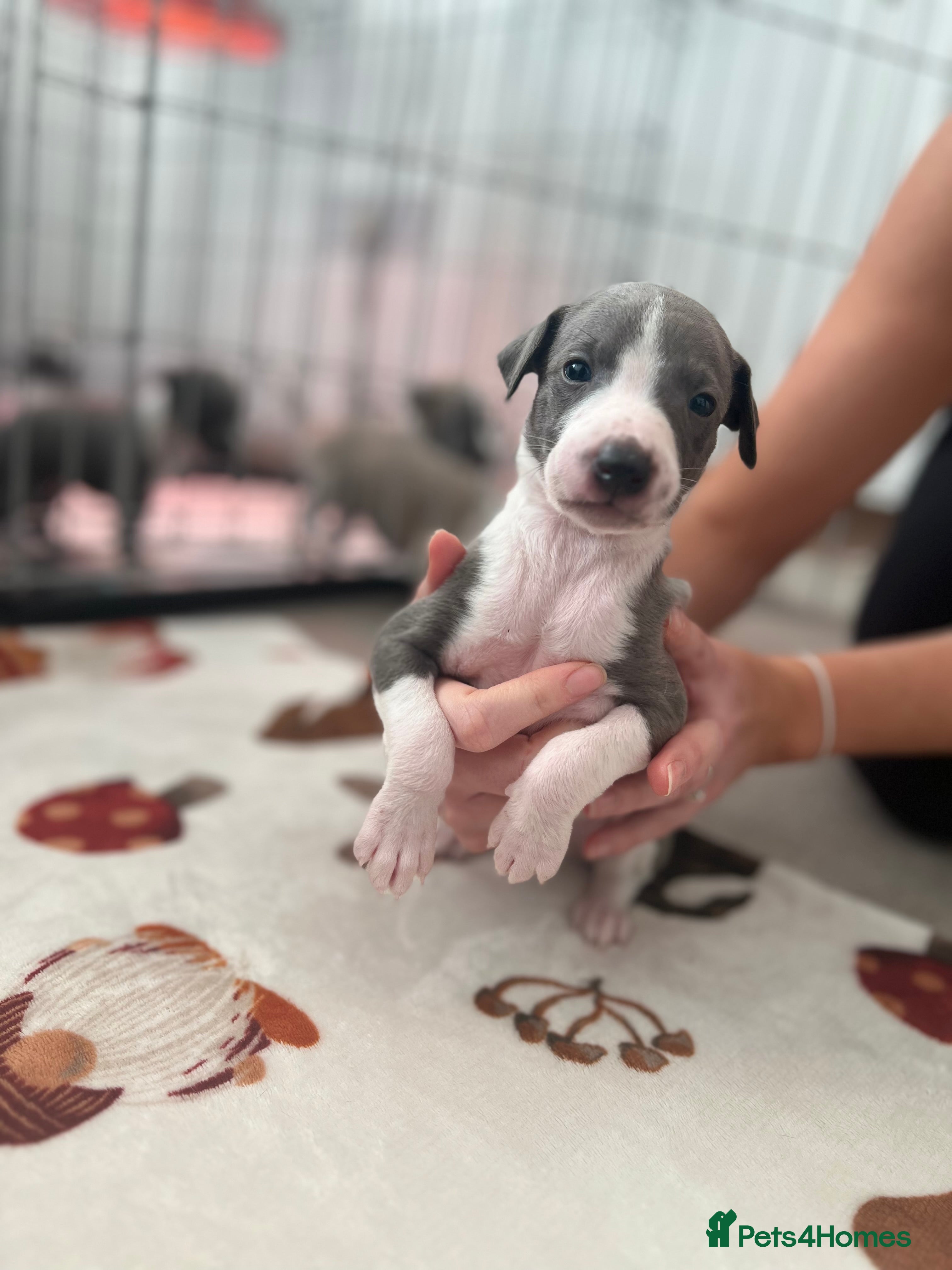 Whippet dogs Blue Whippet Puppies for Sale - Advert 7