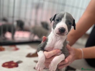 Whippet dogs Blue Whippet Puppies for Sale - Advert 2