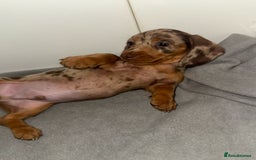 Dachshund dogs for sale: Mini long and smooth hair dachshund puppies  - Image 16