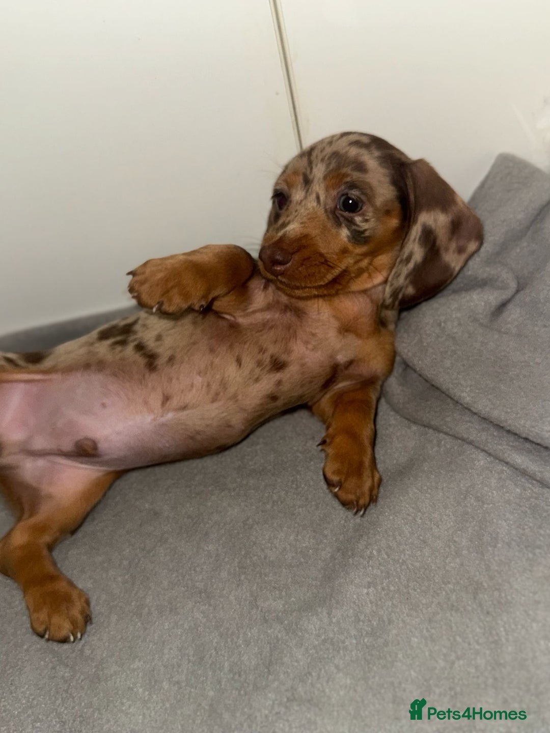 Dachshund dogs for sale: Mini long and smooth hair dachshund puppies  - Image 16