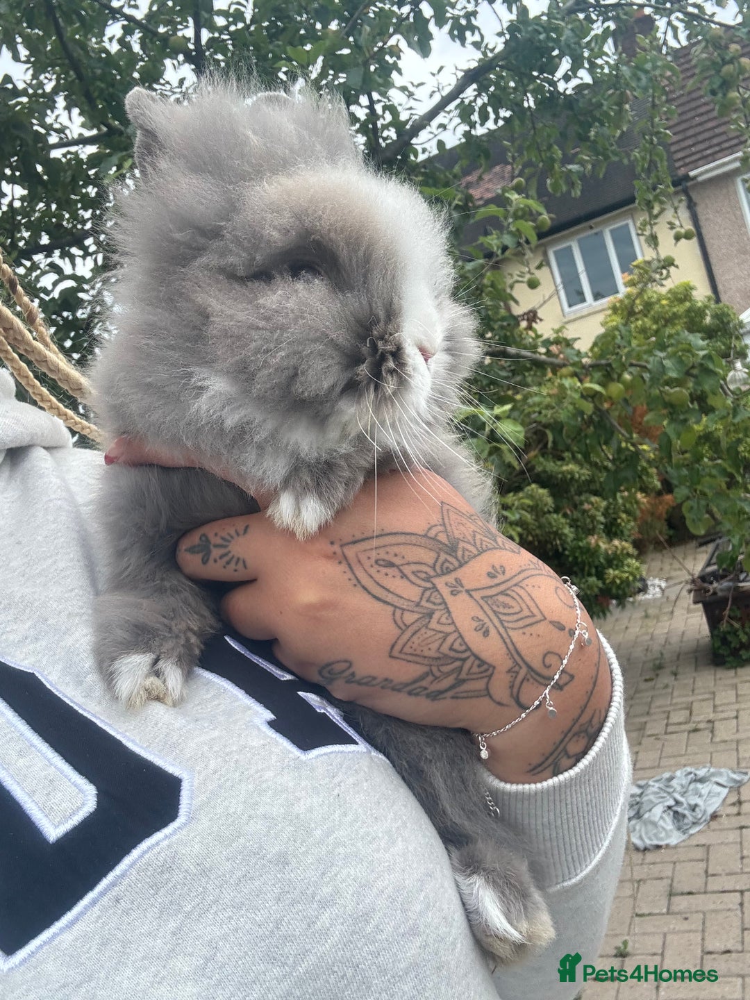 Lionhead rabbits for sale: 6 month old male lionhead  - Advert 2