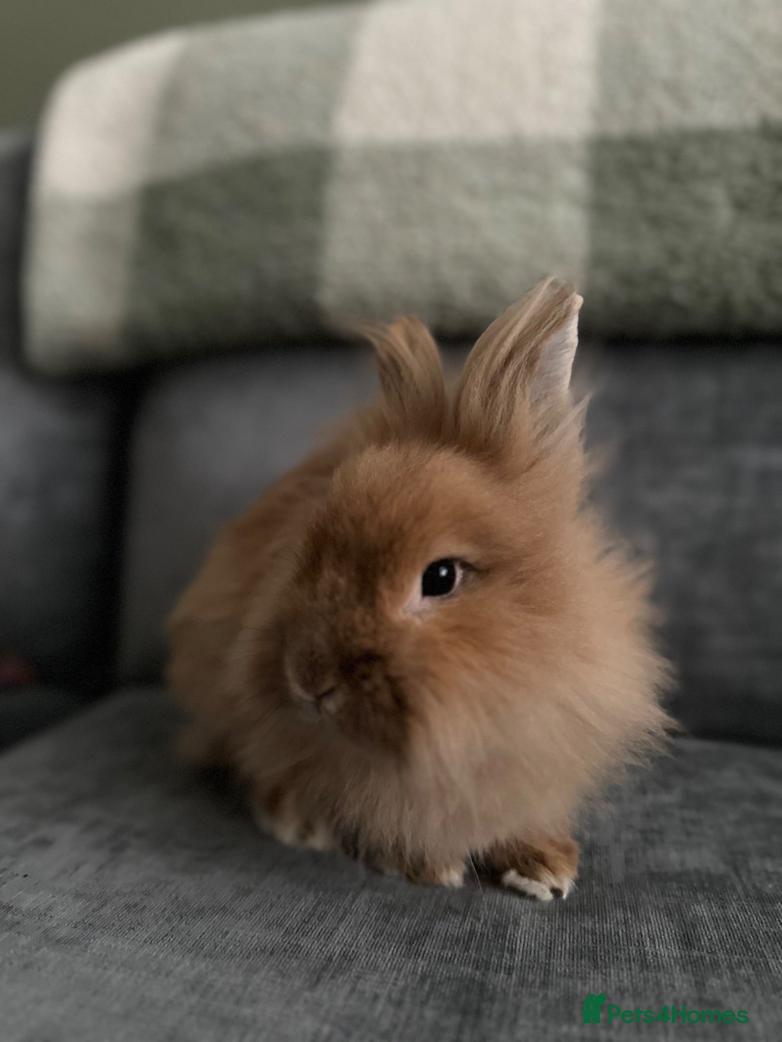 Lionhead rabbits Simba mini double maned lion head  - Advert 1