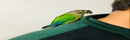 Conures birds for sale: Beautiful Hand Reared Green Cheek Conures for sale - Advert 7
