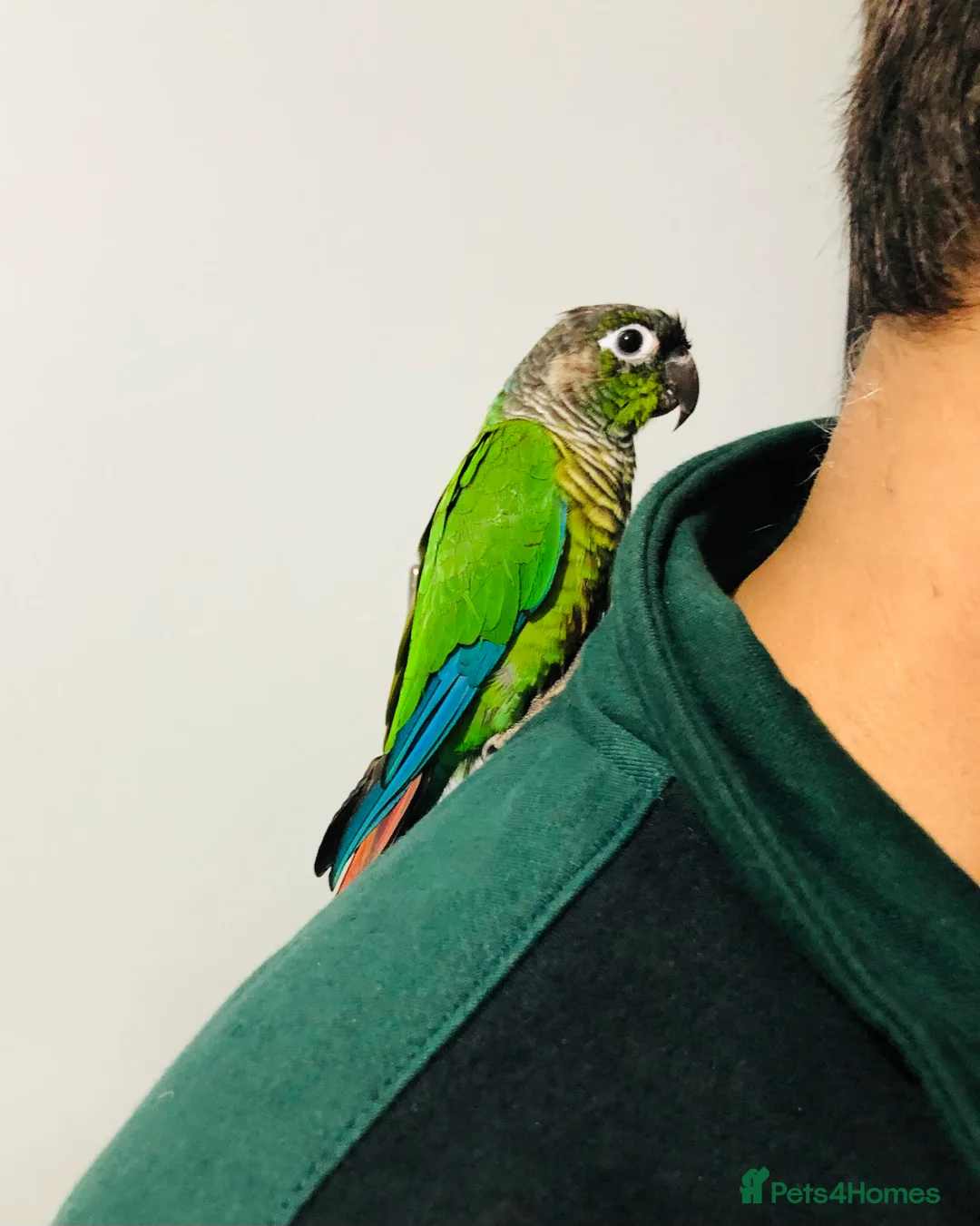 Conures birds for sale: Beautiful Hand Reared Green Cheek Conures for sale - Advert 7