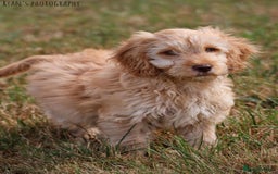 Cockapoo dogs for sale: Beautiful female 11 weeks.  - Image 5