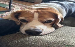 Beagle dogs for sale: Bernie Beagle  - Image 5