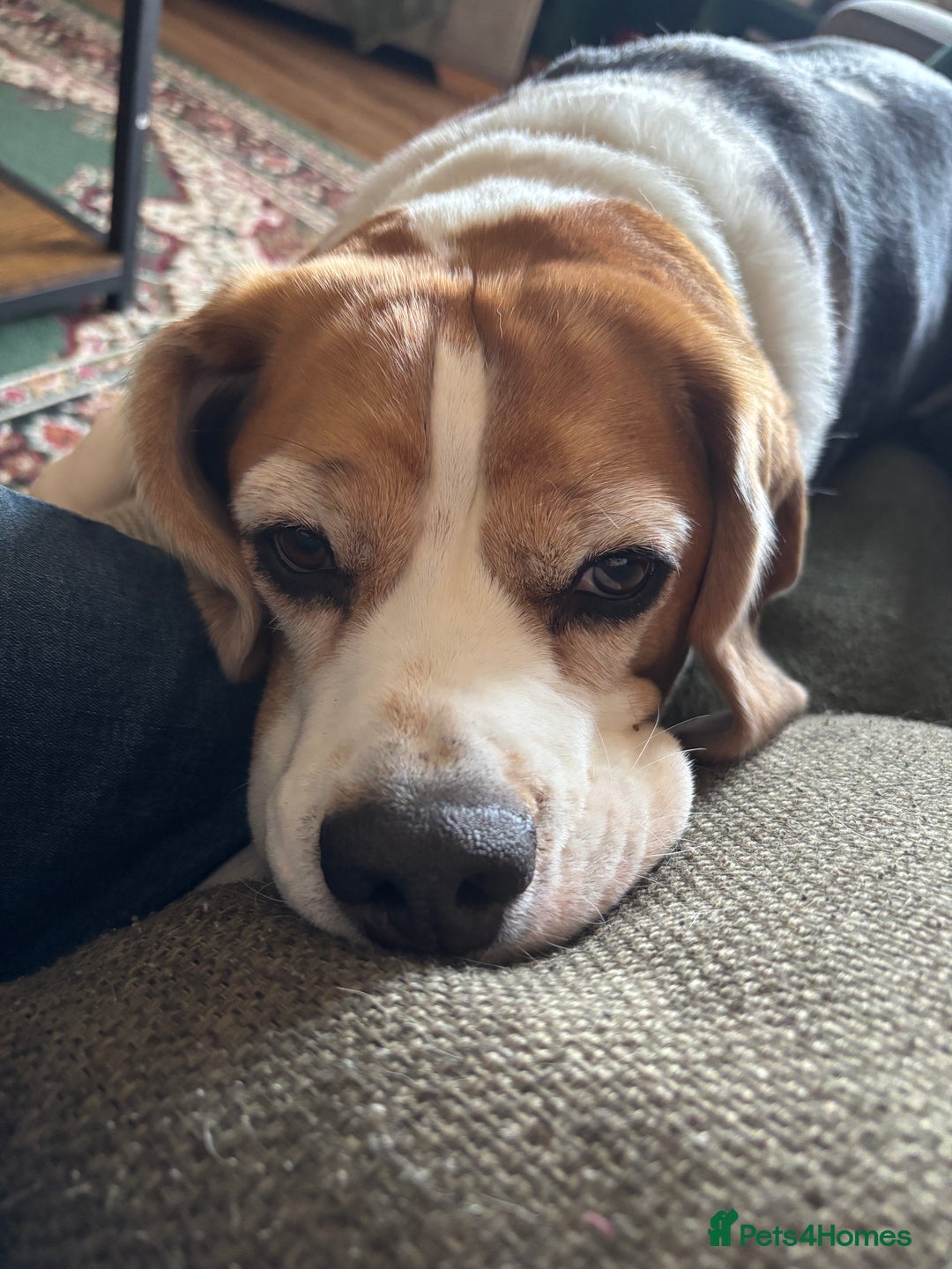 Beagle dogs for sale: Bernie Beagle  - Image 5