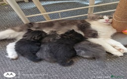 Norwegian Forest Cat cats for sale: 4 11 week old kittens  - Image 1