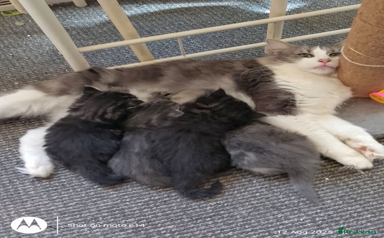 Norwegian Forest Cat cats - Advert 1