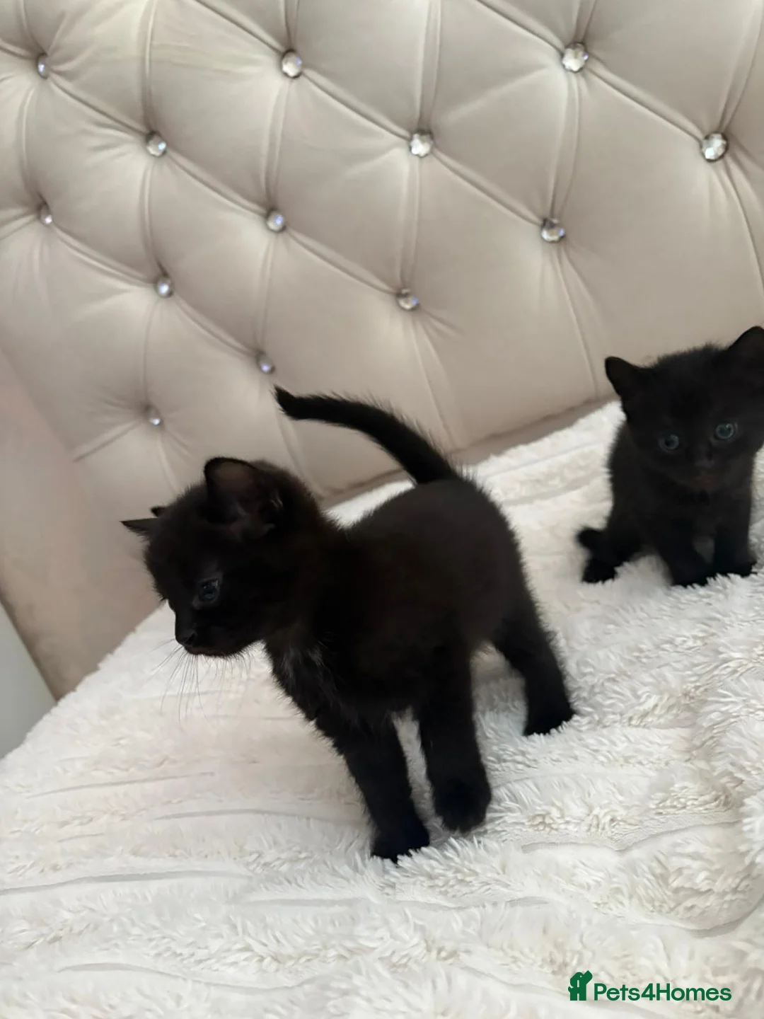 Mixed Breed cats for sale: 3 Beautiful Black Girl Kittens - Advert 19