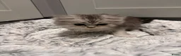 Mixed Breed cats for sale: Fluffy kittens - Advert 21