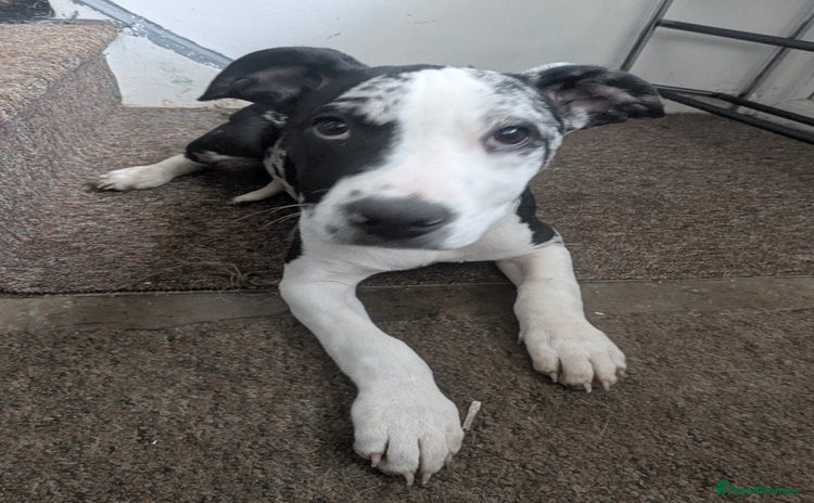 Mixed Breed dogs - Advert 2