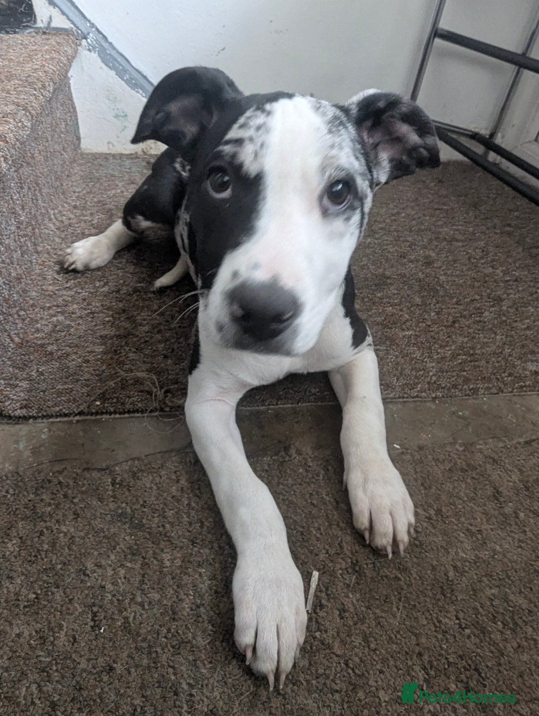 Mixed Breed dogs for sale: Three pups for sale  - Image 1