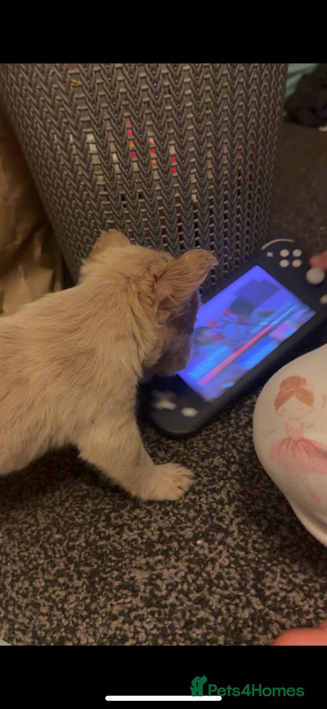 French Bulldog dogs for sale: French bulldog pups available Reduced‼️ - Advert 25