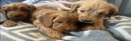 Cockapoo dogs for sale: F1b outstanding cockapoo fully  health tested in Ely - Advert 15