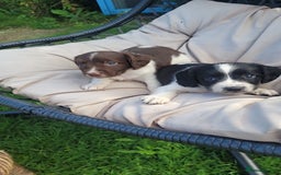 English Springer Spaniel dogs for sale: Kc reg English springer spaniel pups  - Image 10