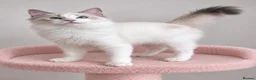 Ragdoll cats for sale: 🐾 Beautiful Ragdoll Kittens for Sale 🐾 - Advert 33