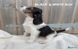Mixed Breed dogs for sale: 🤎 BABY POOGLES (beagleXminiature poodle)🤎 in Rhayader - Image 9