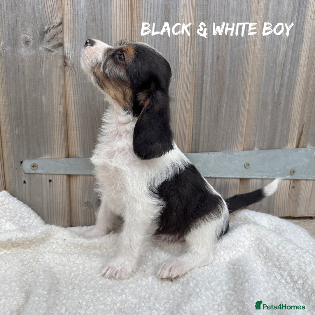 Mixed Breed dogs for sale: 🤎 BABY POOGLES (beagleXminiature poodle)🤎 in Rhayader - Image 9