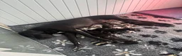 Great Dane dogs for sale: Chunky Great Dane puppies  - Advert 10