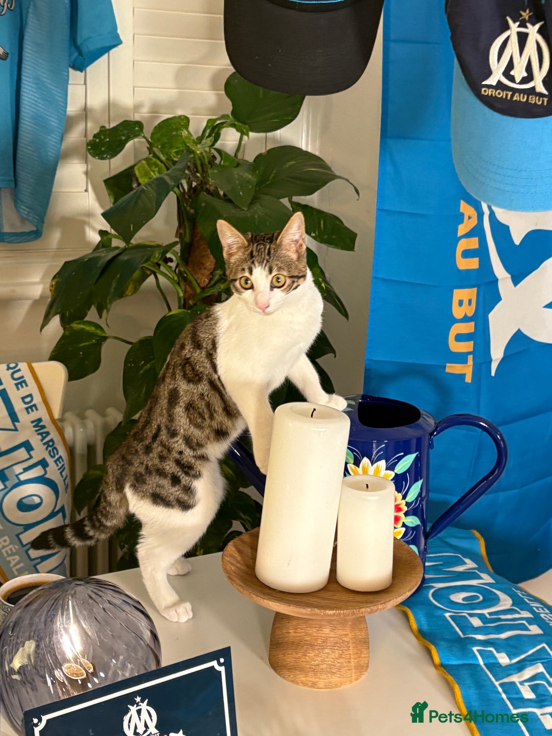 Mixed Breed cats for sale: Cuddly kitten  - Image 2