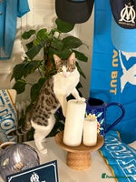 Mixed Breed cats - Advert 8