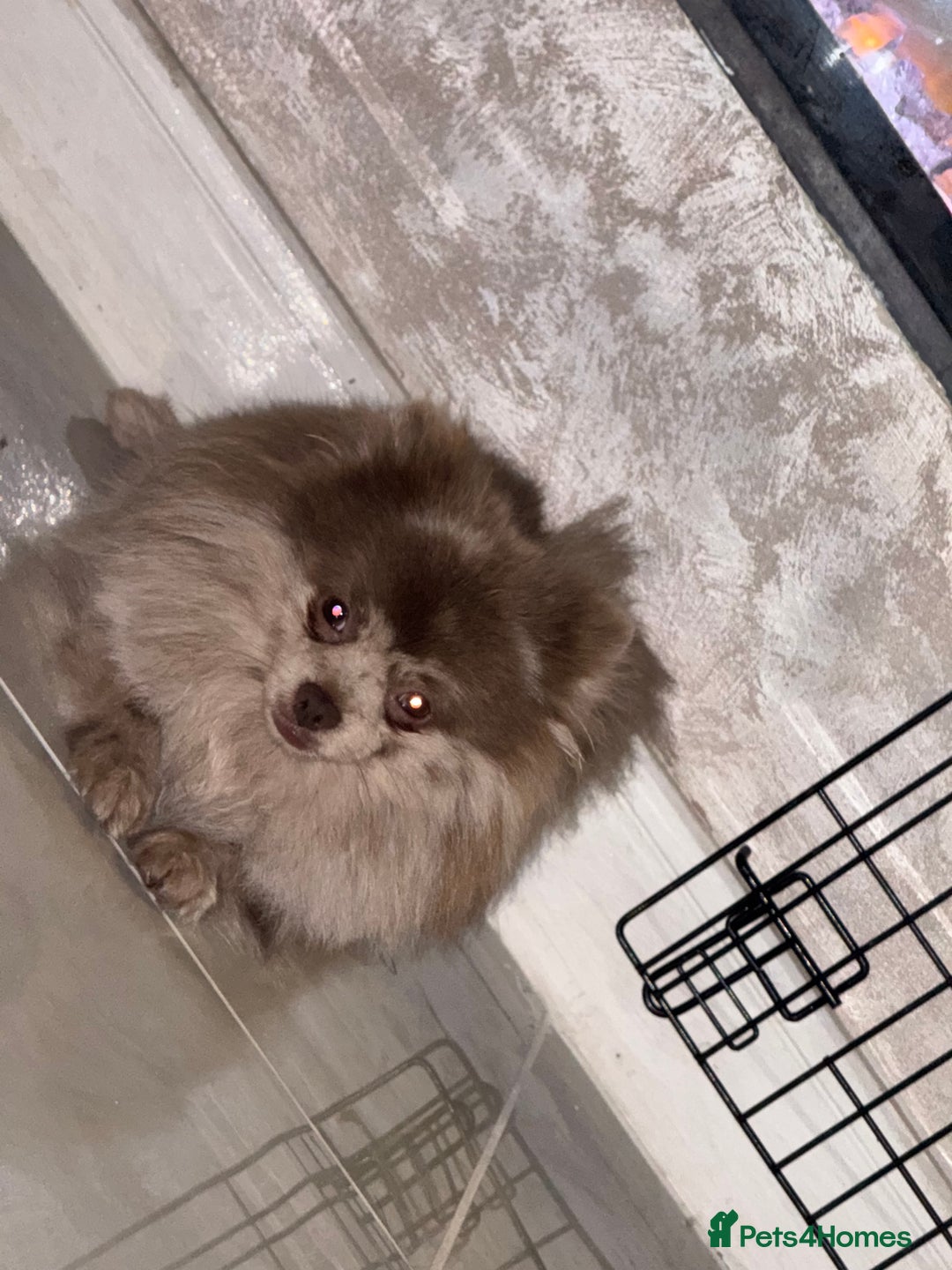 Pomeranian dogs for stud: NICE Lilac Merle STUD  - Advert 4