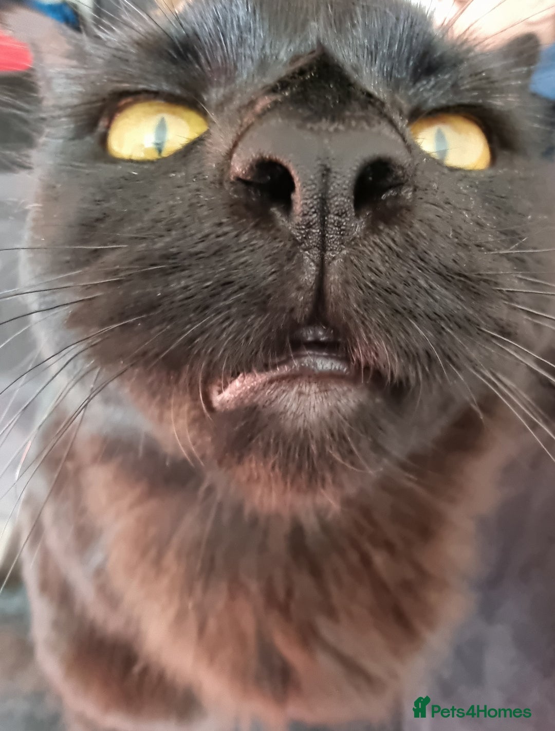 Mixed Breed cats for sale: MaineCoon - Cross Mixed ;) - Image 2