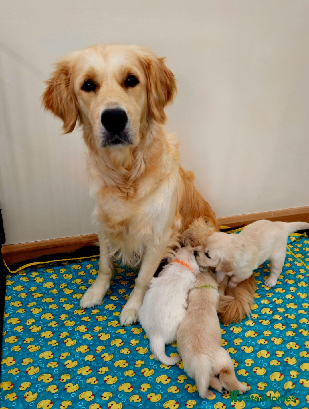 Golden Retriever dogs for sale: Beautiful pedigree golden retriver pups in Fareham - Image 2