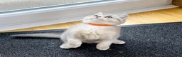 British Shorthair cats for sale: A Girl Available- GCCF/TICA British Shorthair  - Advert 23