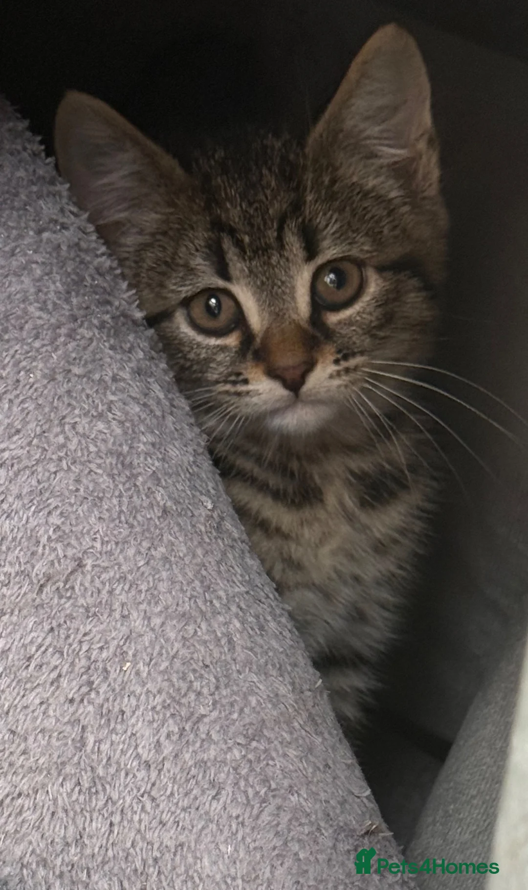 Mixed Breed cats for sale: Two beautiful Kittens  - Advert 4