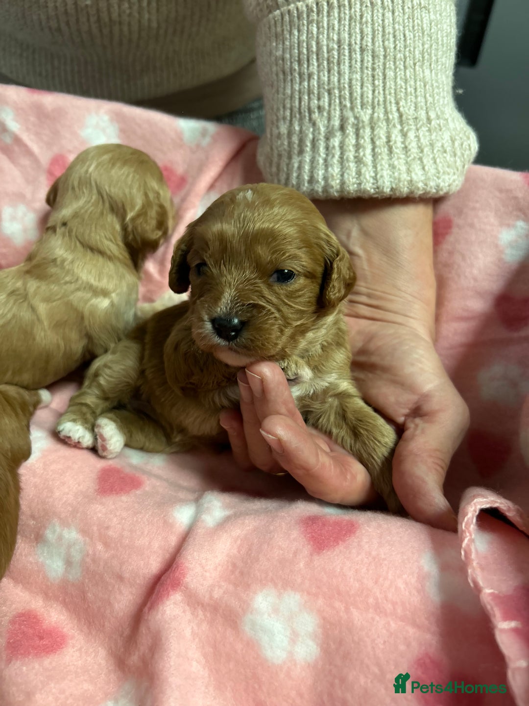 Cavapoo dogs for sale: Stunning litter of F1 cavapoo puppies,DWKC reg  - Advert 5
