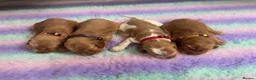 Cocker Spaniel dogs for sale: KC REG SHOW TYPE COCKER SPANIELS - Advert 17