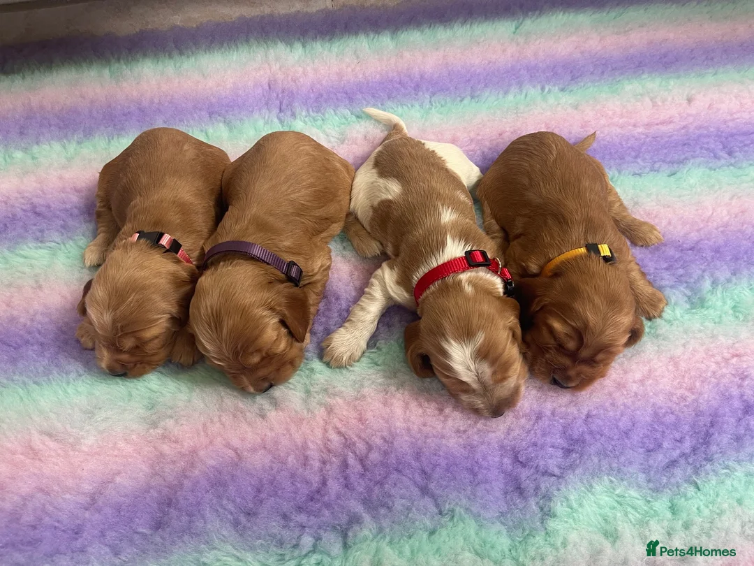 Cocker Spaniel dogs for sale: KC REG SHOW TYPE COCKER SPANIELS - Advert 17