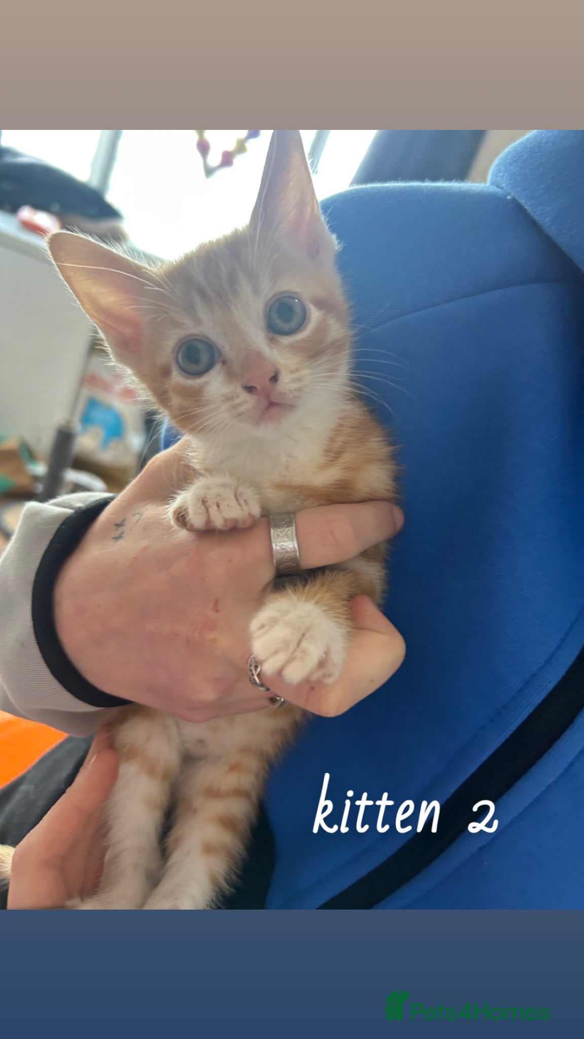 Mixed Breed cats for sale: beautiful orange babies - Advert 5