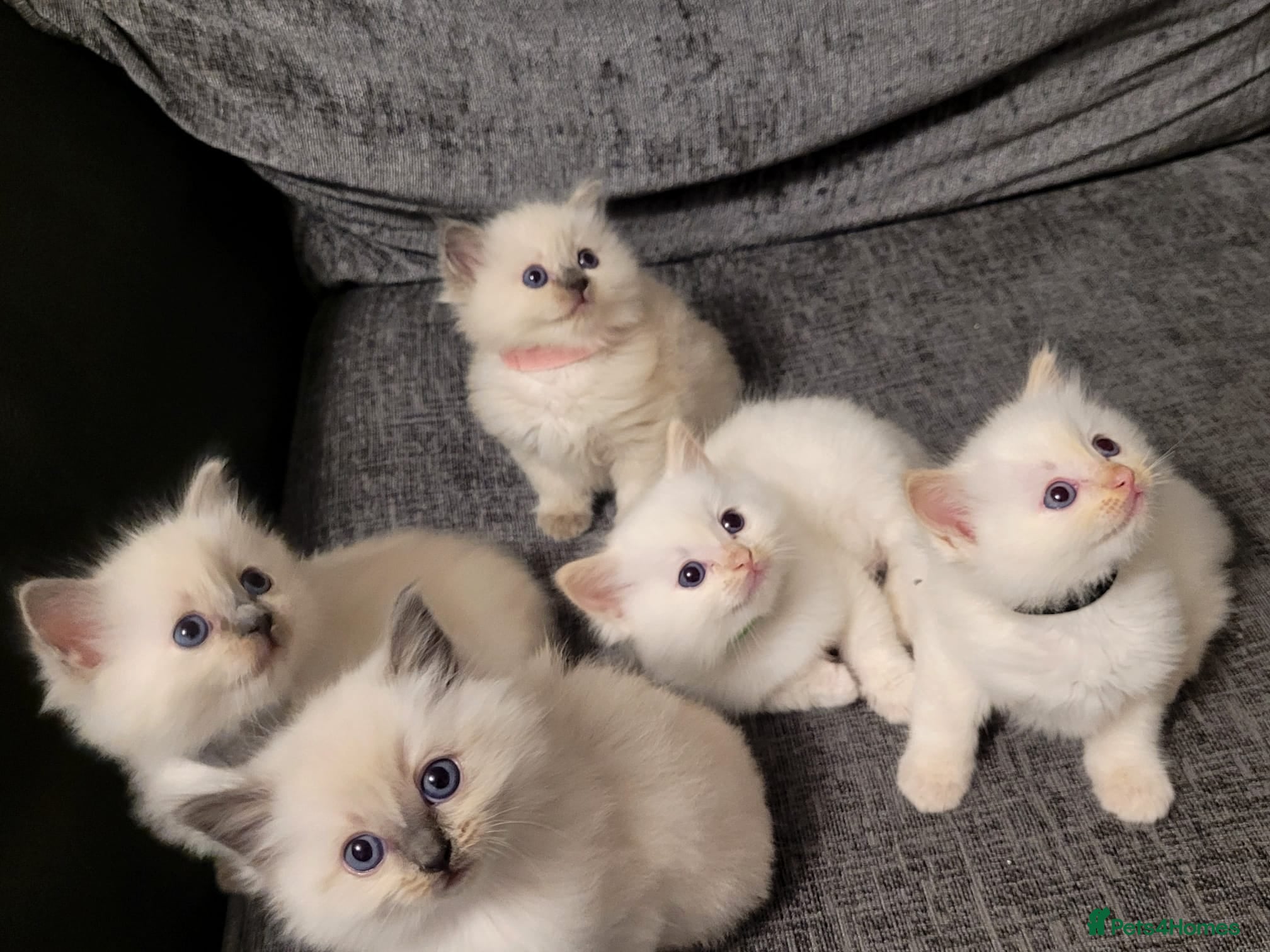 Ragdoll cats Ragdoll kittens - Advert 18