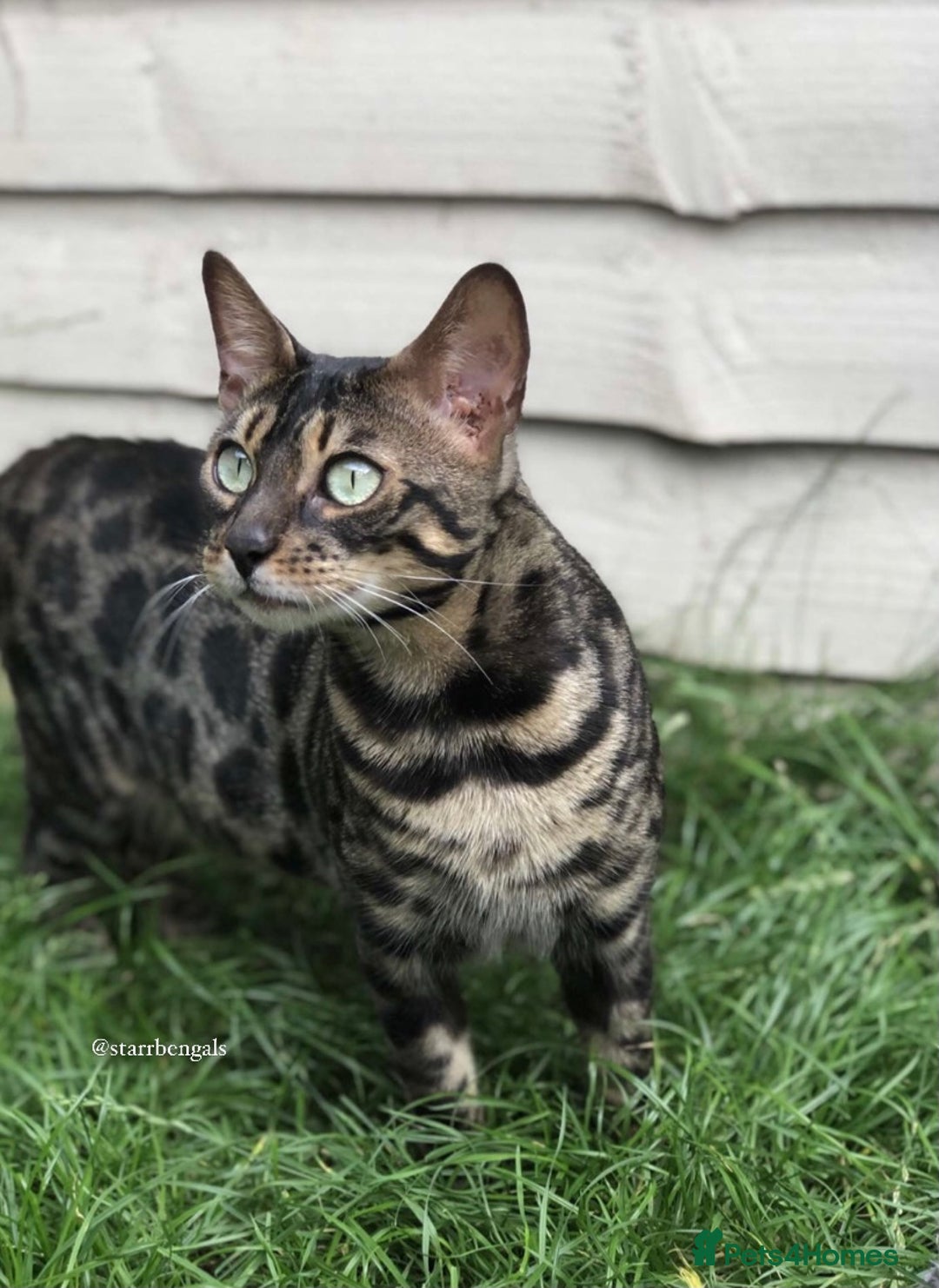 Bengal cats for sale: 🌟Pedigree bengal kittens🌟 - Advert 16