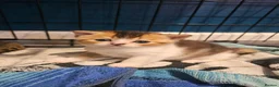 British Shorthair cats for sale: Golden British Shorthairs - Advert 7
