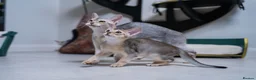 Abyssinian cats for sale: Basilio-Silver Abyssinian- Cutest & Ready NOW! - Advert 6