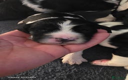Sprocker dogs for sale: Spaniel Puppies  - Image 6