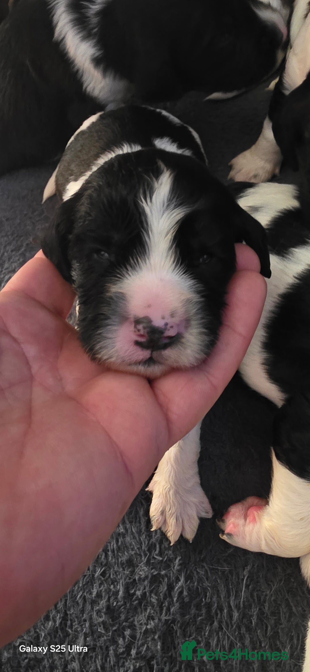 Sprocker dogs for sale: Spaniel Puppies  - Image 6
