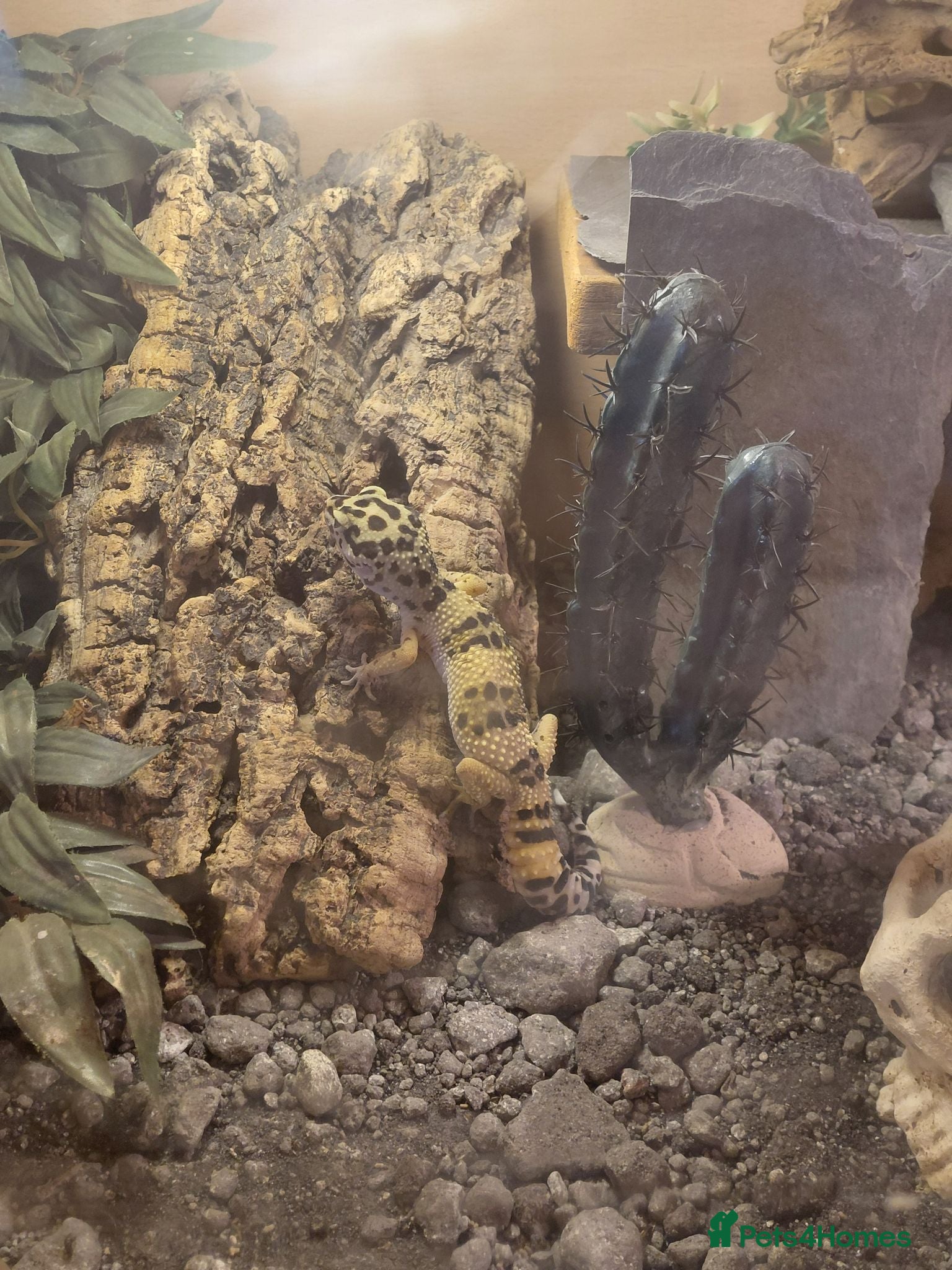 Leopard Gecko reptiles Leopard gecko and enclosure  - Advert 10