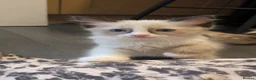 Ragdoll cats for sale: 6 purebred Ragdoll kittens reservations taken now  in Tiverton - Advert 8