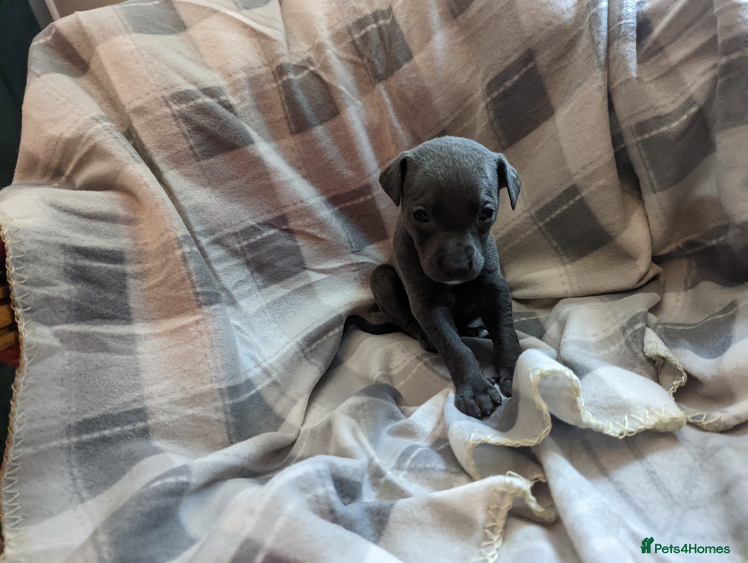 Whippet dogs for sale: Beautiful whippet babies  - Advert 16